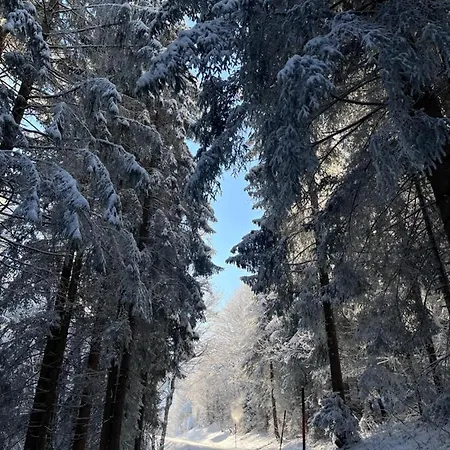 Nueggili's Maisaess *