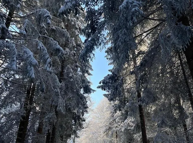 Nueggili's Maisaess *